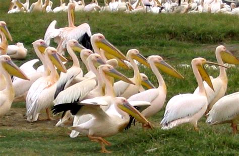 Free Picture Flock Great White Pelicans Pelecanus Onocrotalus