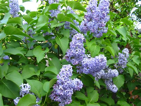 Old Fashion Lilac One Of My Favorites For Early Spring Lilac