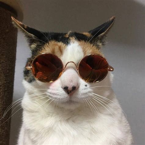 Cat With Sunglasses Aesthetic Collette Yancey
