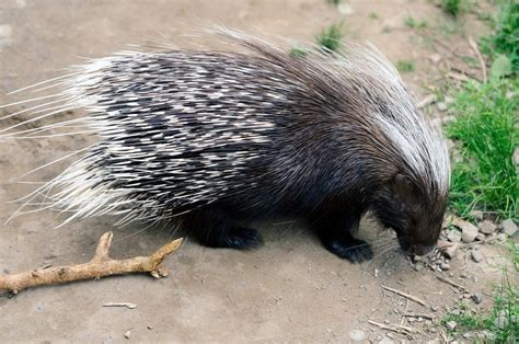 5 Fakta Ilmiah Landak Porcupine Mamalia Yang Ditakuti Oleh Predator