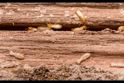 Can You Treat Termites In The Winter Pest Control Iq