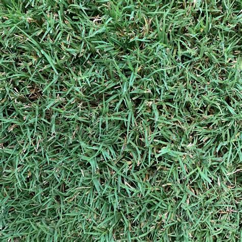 Bermuda Grass Types The Grass Store