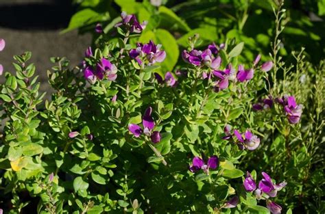 Photo Of The Entire Plant Of Sweet Pea Shrub Polygala Fruticosa