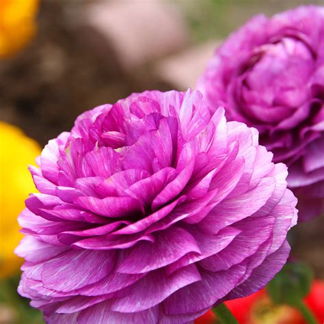 Ranunculus Purple Bulbs For Sale Purple Ranunculus Easy To Grow Bulbs