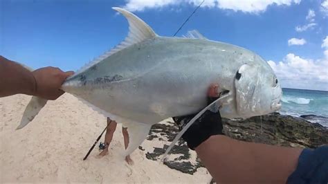 Pesca De Jurel De Orilla Jack Crevalle Fishing From The Shore