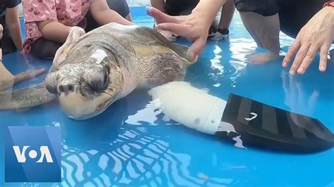 Humanitarian Action Amputee Sea Turtle Receives 3d Printed Prosthetic