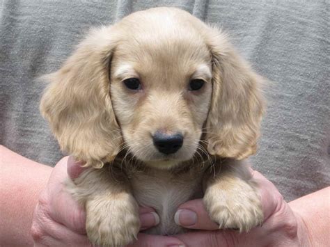 35 English Cream Long Haired Dachshund Puppies For Sale Photo