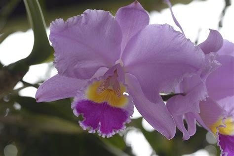 Cattleya Trianaeorquídea Colombiana Guía De Cultivo 100 Práctico