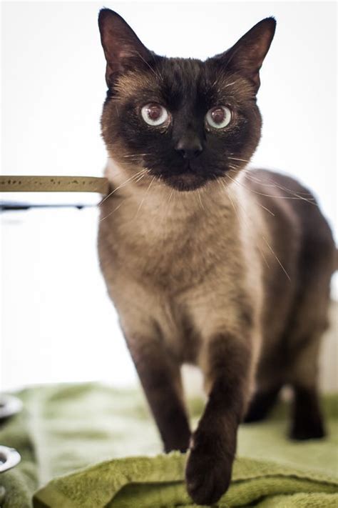 This unique breed has endured for over ten centuries, and, in thailand was considered sacred. PASCAL is a classic "Seal Point" Siamese with blue eyes ...