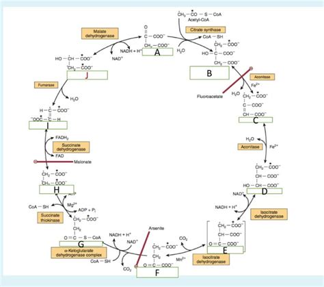 Krebs Cycle Pt Diagram Quizlet