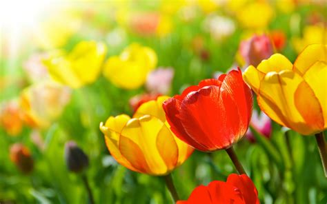 Free Download Bright Spring Flowers Wallpapers And Images Wallpapers