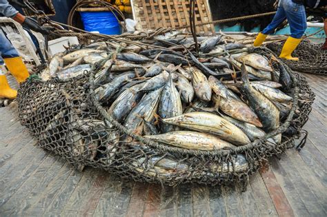 Informe ¿qué Es La Pesca Incidental Revista Pesca And Medio Ambiente