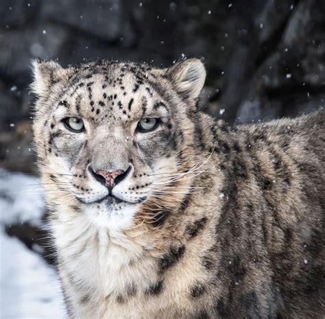 Pangje Foundation Saving Snow Leopards Helping Communities