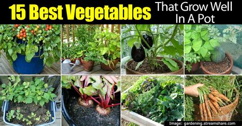 29 Types Of Vegetables To Grow In A Garden Pics
