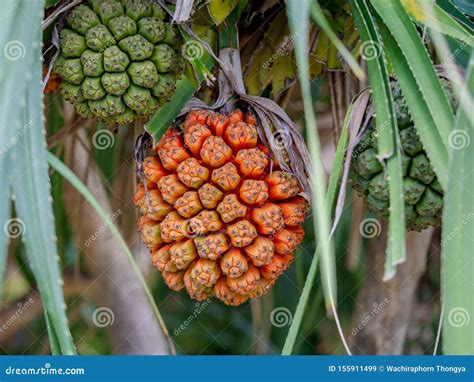 Beautiful Tropical Plant Pandanus Tectoriusbig Red Fruit Of Pandanus