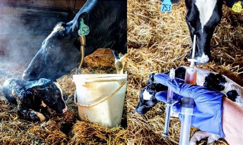 what happens to a dairy cow s calf after it is born dairy carrie