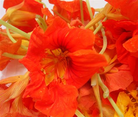 It's the first range of certified freeze dried edible flowers in the world. Other products | Australia | Edible Flowers | Theodore