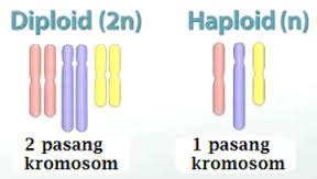 Genetics having a pair of each type of chromosome. Sel Haploid dan Diploid (Pengertian & Perbedaan) - Artikel ...