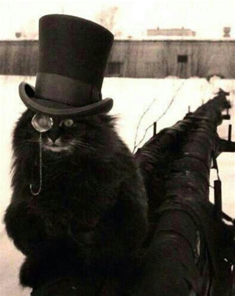 Top Hat Cat For The Love Of Cat Pinterest
