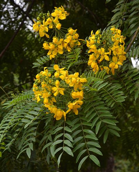 Cassia Tree Varieties