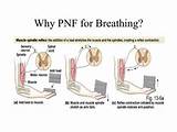 Photos of Intercostal Breathing Exercises