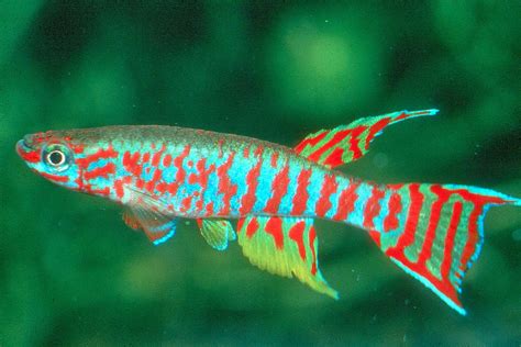 Blok888 Top 10 Most Beautiful Freshwater Fish In The World 2