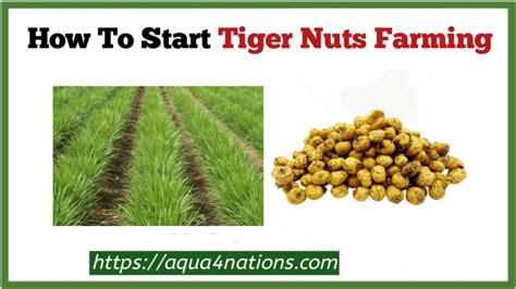 How To Start Tiger Nuts Farming