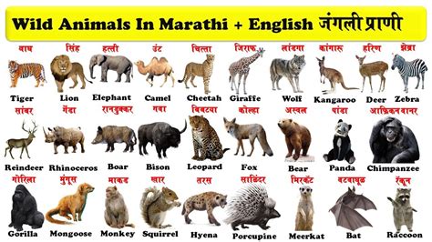 Homes Of Animals In Marathi Get More Anythinks