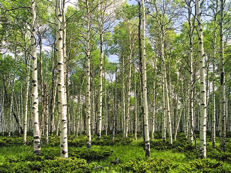 Birch Tree Grove In Summer Photograph By Randall Nyhof Pixels