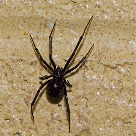 False Black Widow Bite Treatment Dangerous Noble False Widow Spiders