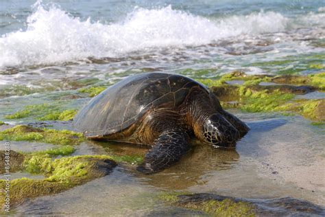Green Sea Turtle Eating Seaweed On The Shore Laniakea Beach Oahu