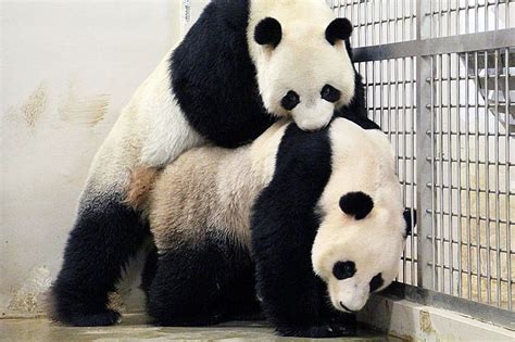 Pandas Break Mating Record With 40 Minute Sex Marathon