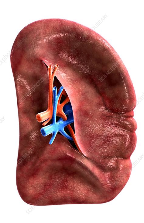 Spleen What Causes An Enlarged Spleen Cary Gastroenterology
