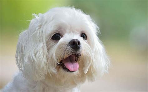 Maltese Dog Breed Temperament And Personality Small Playful And Pleasing