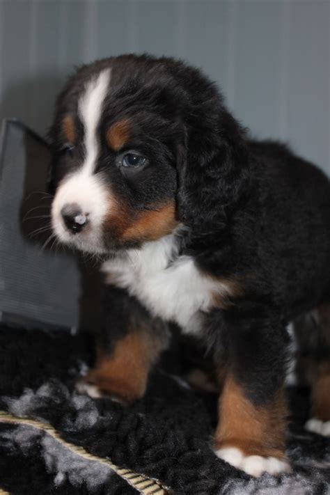 After extensive research and waiting for the perfect dogs we finally have our furry family complete! Bernese mountain dog puppies | London, South West London ...