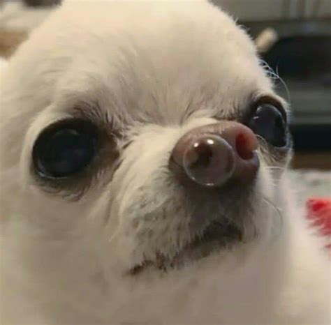 Sad Crying Chihuahua Meme Pets Lovers