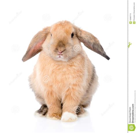 Lop Eared Rabbit In Front View Isolated On White Background Royalty