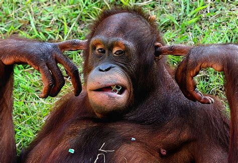 Download Funny Animal Orangutan Covering Ears Pictures