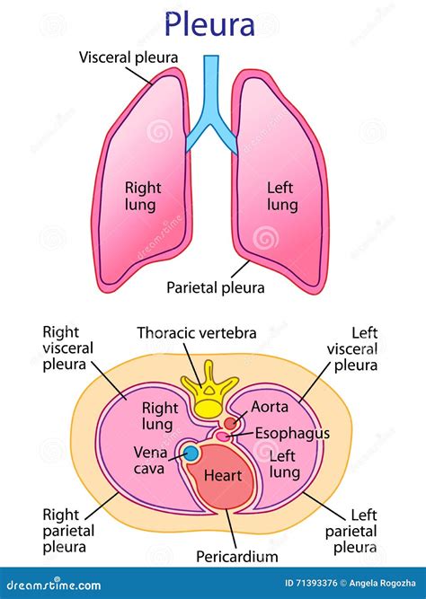 Human Lungs Anatomy Vector Stock Vector Illustration Of Pleura 71393376