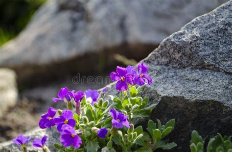 Flowers Of Violets Close Up Sprouting Between Rocky Underground On Hard