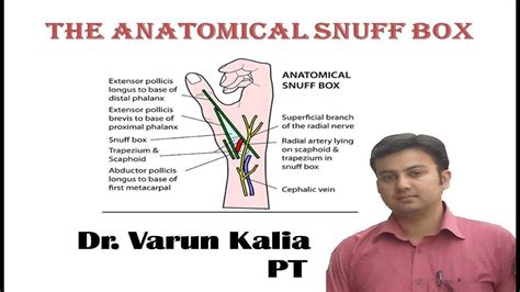 Anatomical Snuff Box By Dr Varun Kalia Pt Youtube