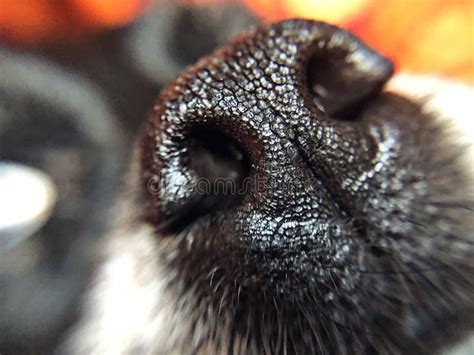 Black Dog Nose Texture Stock Photos Download 288 Royalty Free Photos