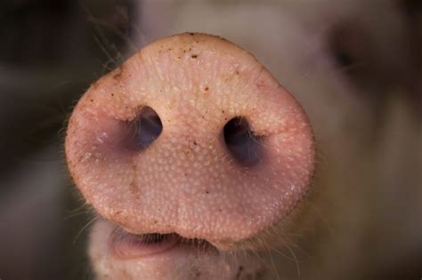 Pigs Nose Animal Noses Pig Cute Piggies