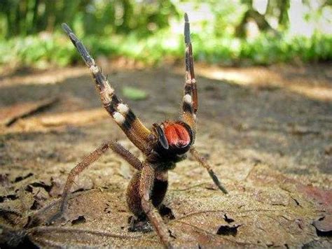 Brazilian Wandering Spider Costa Rica