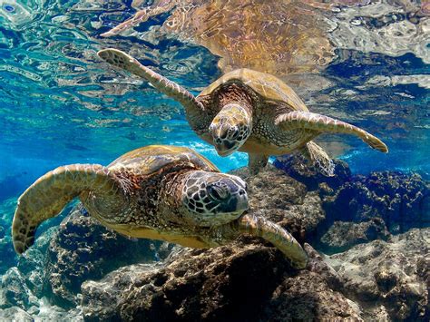 Two Playful Sea Turtles Pose Underwater Maui Hands