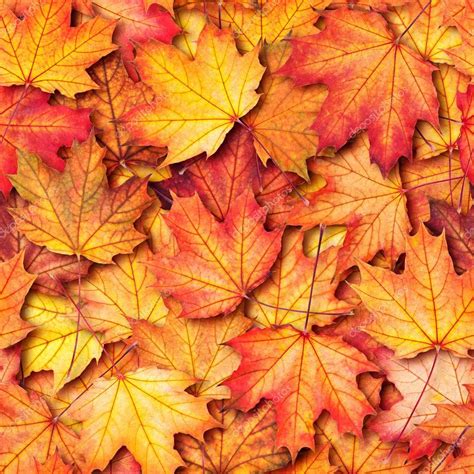 Autumn Texture With Maple Leaves — Stock Photo © Andriigorulko 14185311