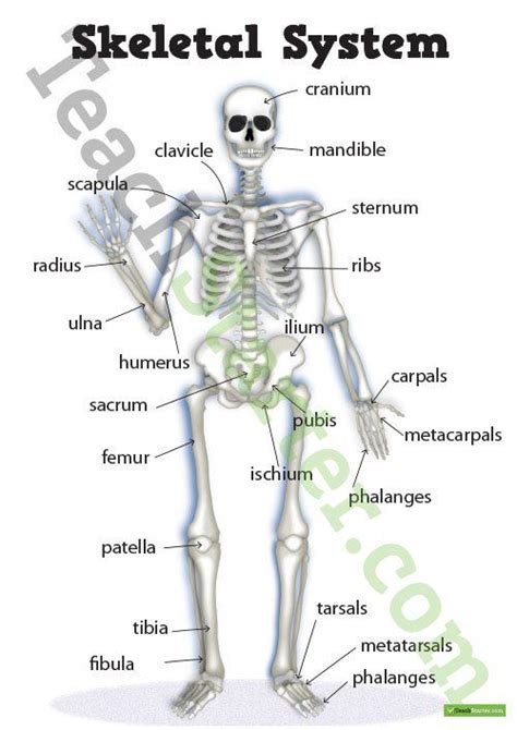 The Human Skeletal System Poster Teaching Resource Skeletal System