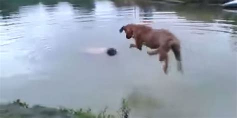 Heroic Dog Saves Owner From Drowning While He Wasnt Actually Drowning