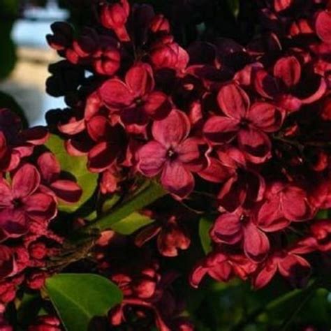 Guarantee 25 Red Lilac Seeds Tree Fragrant Hardy Perennial Flower Shrub