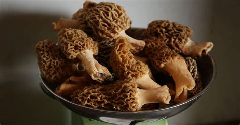 Morel Mushrooms Recipes Tips And More For Those Looking For The